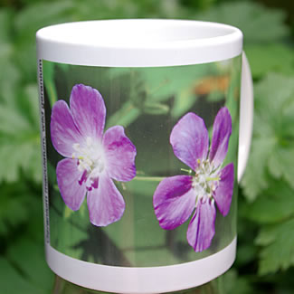 mug DS-048 Geranium maculatum 7070.jpg